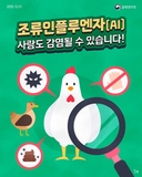조류인플루엔자(AI) 확산 주의! 사람도 감염될 수 있어요