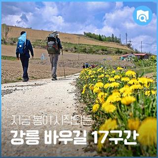 지금 봄이 시작되는 강릉 바우길 17구간 안반데기 운유길