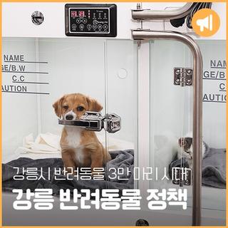 [강릉플러스 8월] 강릉시 반려동물 3만 마리 시대, 알아두면 유용한 반려동물 정책