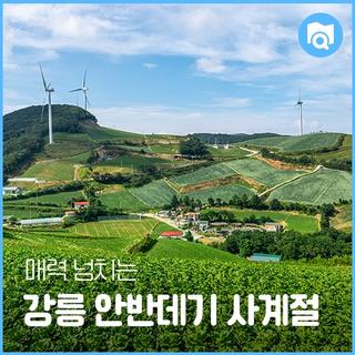 매력 넘치는 강릉 안반데기의 사계절