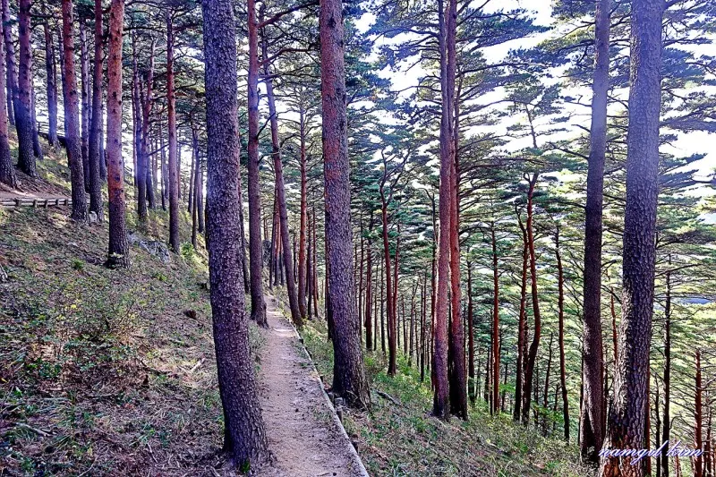 대관령소나무숲