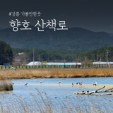 강릉 가볼만한곳 향호 산책로