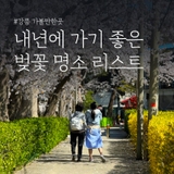 내년에 가기 좋은 강릉 벚꽃 명소 리스트