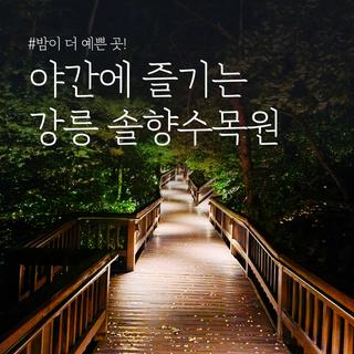 밤이 더 예쁜 야간 여행지 강릉 솔향수목원