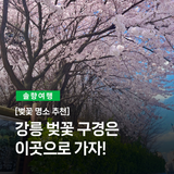 [벚꽃 명소 추천] 강릉 벚꽃 구경은 이곳으로 가자!