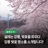 설레는 강릉,  벚꽃을 피우다 강릉 벚꽃 명소를 소개합니다!