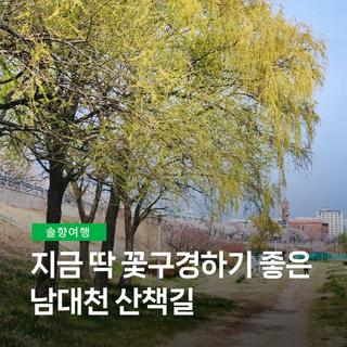 지금 딱 꽃구경하기 좋은 남대천 산책길