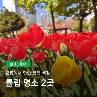 강릉에서 만난 봄의 색감, 튤립 명소 2곳