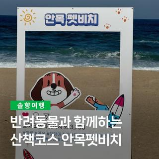 반려동물과 함께하는 산책코스 안목펫비치