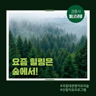 [강릉시 웰니스관광] 요즘 힐링은 숲에서! 국립 대관령치유의 숲