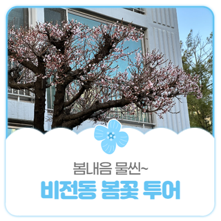 평택시민기자단 I 봄내음 물씬! 우리동네 비전동 봄꽃 투어!