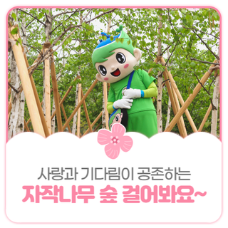 힐링이 있는 쉼터 시민참여의 숲! 자작나무 숲에서 여러분을 기다릴게요~