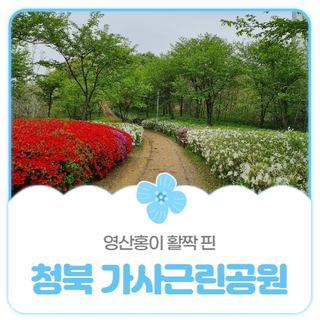 평택시민기자단 I 평택 청북 가사근린공원에 영산홍이 활짝 피었어요