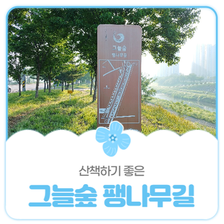 평택시민기자단 I 그늘숲 팽나무길을 산책해요