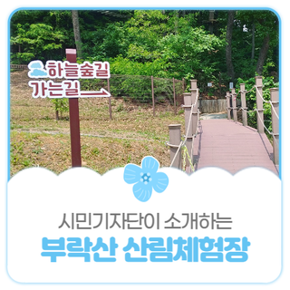 평택시민기자단 I 숲속에서 하늘을 걷는 기분을! 부락산산림체험장 '하늘숲길'