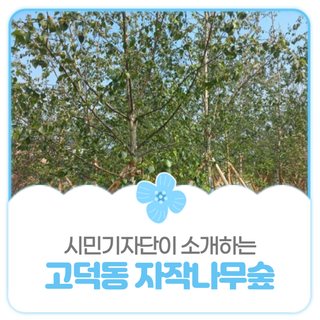 평택시민기자단 I "당신을 기다립니다" 사랑이 담긴 고덕동 자작나무 숲