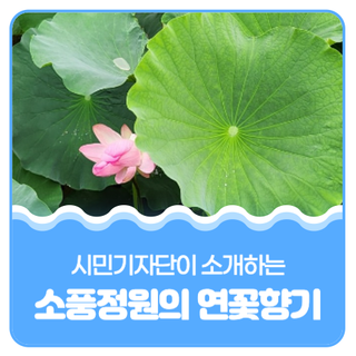 평택시민기자단 I 소풍정원의 연꽃향기