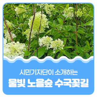 평택시민기자단 I 물빛 노을숲 수국꽃길을 걸어보아요