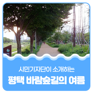 평택시민기자단 I 평택 바람숲길의 여름