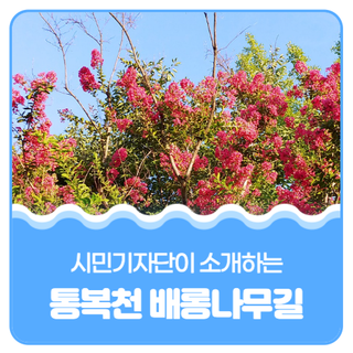 평택시민기자단 I 통복천 역사의숲 배롱나무길에 꽃이 폈어요!