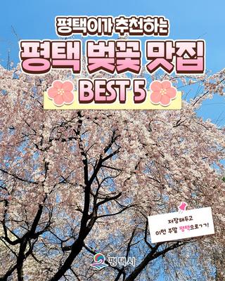 평택이가 추천하는 평택 벚꽃 맛집 BEST 5!