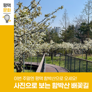배꽃으로 물든 함박산, 이번 주말에 만나보세요!