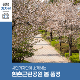 평택시민기자단 | 도심 속 힐링 산책로 현촌근린공원 봄 풍경