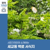 평택시민기자단 | 백로가 돌아왔어요-세교동 백로 서식지