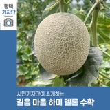 평택시민기자단 | 7월 가족 체험 추천! 평택시 농촌체험휴양마을 '길음 마을' 하미 멜론 수확 체험