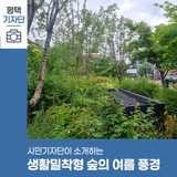 평택시민기자단 | 평택역 생활밀착형 숲의 여름 풍경