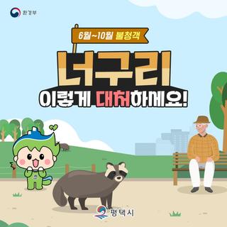 평택의 이웃 너구리, 안전하게 만나는 방법은?