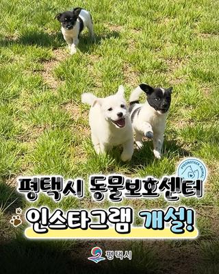 평택시 동물보호센터 공식 인스타그램 OPEN! 반려동물과 함께하는 따뜻한 소통 시작