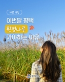 하얀 억새 물결 따라 가을 속으로 2025 평택원평나루 억새축제로 놀러오세요!