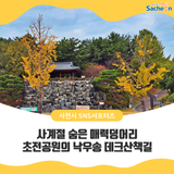 사계절 숨은 매력덩어리 초전공원의 낙우송 데크산책길