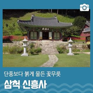 단풍보다 붉게 물든 신흥사 꽃무릇 | 삼척 가볼만한곳