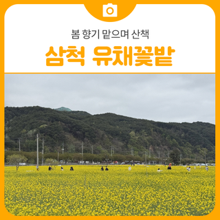 맹방 유채꽃밭 산책 | 삼척 가볼만한곳