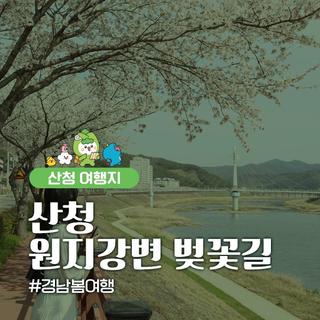 경남봄여행 산청 원지강변 벚꽃길