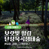 경남 산청 가볼만한곳 단성묵곡생태숲 맥문동 꽃길