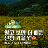 알고 보면 더 예뻐요 산청 가을 꽃 공략집