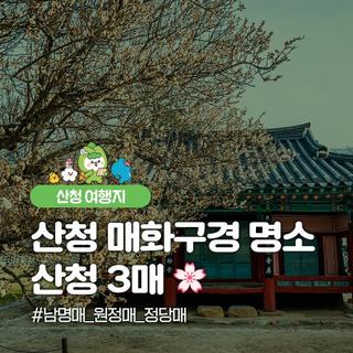 경남 산청 봄 여행지 추천, 산청 3매 개화 시작