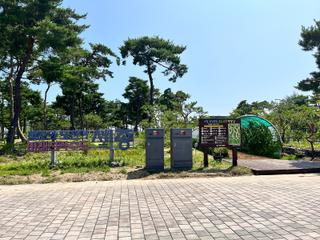 힐링 제대로 하는 세종 맨발 걷기길 추천 세종중앙공원 솔숲 맨발길 새롬동 잔디광장 보람동 치유정원(권은경 기자)