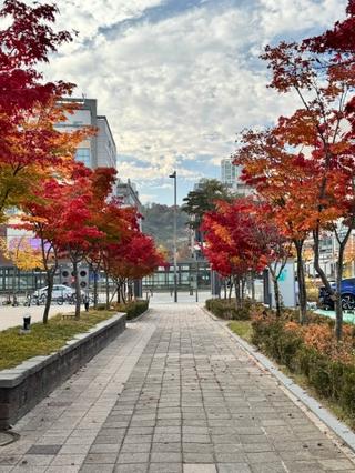 세종시 도심 주변 가까이에 가보기 좋은_접근성 좋은 가을 추천 명소 3선