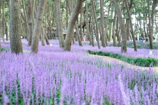 장항 맥문동 꽃 축제, 8월 28일 개막