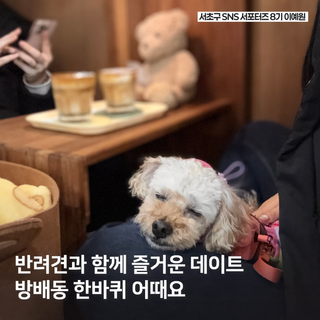 반려견과 함께 방배동 탐험하기! 애견동반 브런치와 도구머리공원 노을 산책 추천