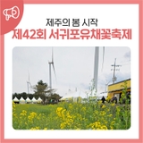 제42회 서귀포 유채꽃 축제 제주의 봄 시작