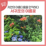 <7월 정규원고>  서귀포의 여름꽃