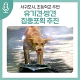서귀포시, 초등학교 주변 유기견·방견 집중포획 추진