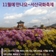 11월에 만나요~서산국화축제️