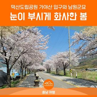 눈이 부시게 화사한 벚꽃의 향연