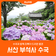 [서산 부석사 수국] 수국과 함께 초록이 드리운 풍경